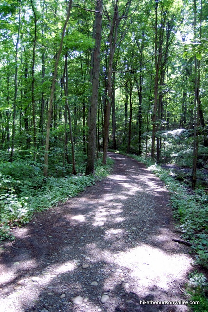 Ferncliff_Forest_0105