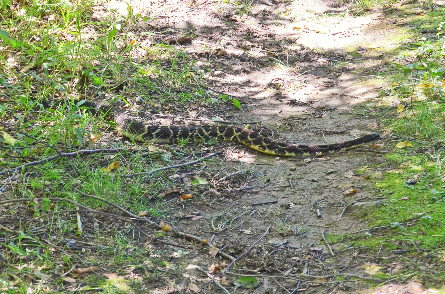 copperhead den